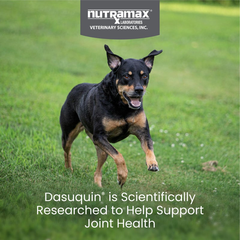 Nutramax Laboratories Nutramax Dasuquin for Small to Medium Dogs, Joint Health Supplement, Contains Glucosamine for Dogs, Plus Chondroitin, ASU and More, Supports Healthy Joints, Chewable Tablets, 150 Count - Image 2