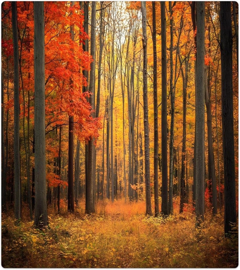 Fall Forest Rainbow Modern Dishwasher Magnet Cover Decorative Magnetic Dishwasher Cover Reuseable Dishwasher Panel Covers Front Dishwasher Door Covers for Kitchen Decorative 23" X 26" - Image 1