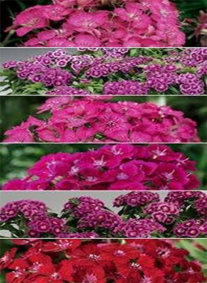 GGOOT Dianthus barbatus Barbarini Mix 100 Seeds