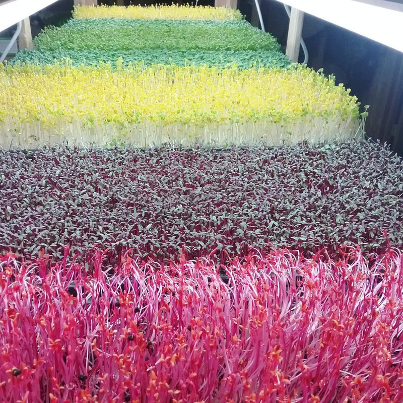 Bootstrap Farmer Microgreen 1020 Trays, Shallow Extra Strength 5 Pack Seed Tray with Holes - Grow Fodder, Wheatgrass, Sprouting, Plants Growing - Image 3