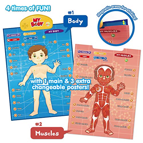 BEST LEARNING i-Poster My Body – Interactive Educational Human Anatomy Talking Toy for Kids Ages 5-12 to Learn Body Parts, Organs, Muscles and Bones Through Fun Sound and Quiz Modes - Image 5
