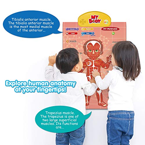 BEST LEARNING i-Poster My Body – Interactive Educational Human Anatomy Talking Toy for Kids Ages 5-12 to Learn Body Parts, Organs, Muscles and Bones Through Fun Sound and Quiz Modes - Image 3
