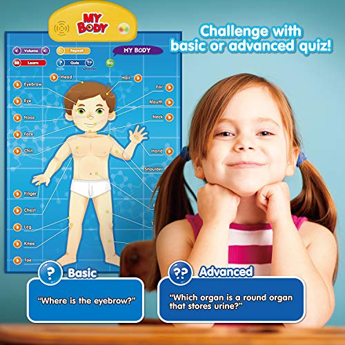 BEST LEARNING i-Poster My Body – Interactive Educational Human Anatomy Talking Toy for Kids Ages 5-12 to Learn Body Parts, Organs, Muscles and Bones Through Fun Sound and Quiz Modes - Image 4