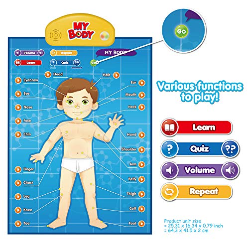 BEST LEARNING i-Poster My Body – Interactive Educational Human Anatomy Talking Toy for Kids Ages 5-12 to Learn Body Parts, Organs, Muscles and Bones Through Fun Sound and Quiz Modes - Image 2