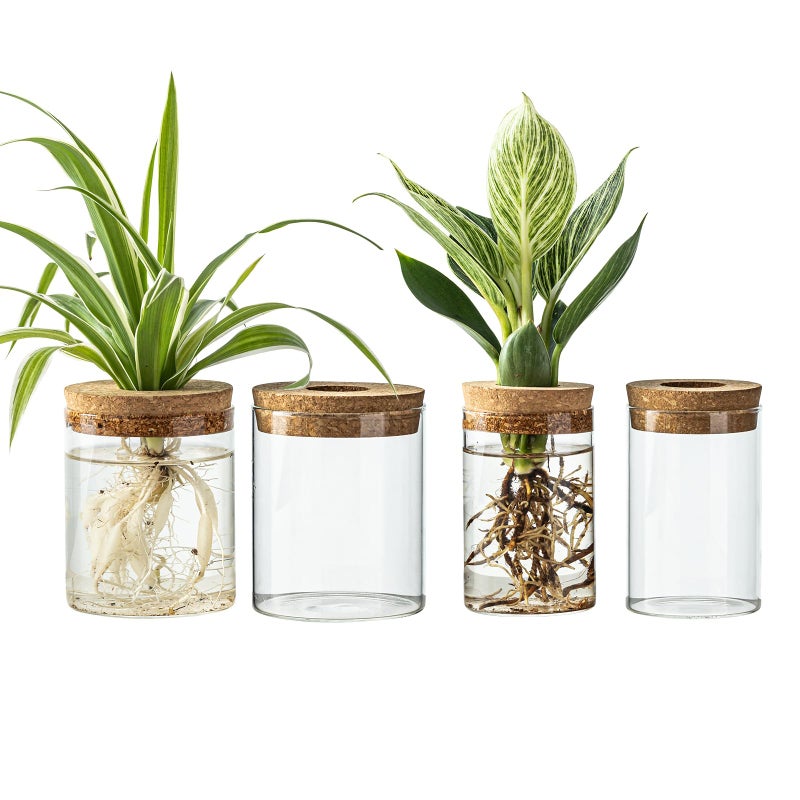 CHPINDAM Glass Propagation Stations for Plants -Desktop Flower Vases,Propagation Flower Vases Set â€“ 2 Large & 2 Small for Plant Cuttingsï¼Œfor Living Room, Bedroom Decoration,Home,Office Decor (4) - Image 1