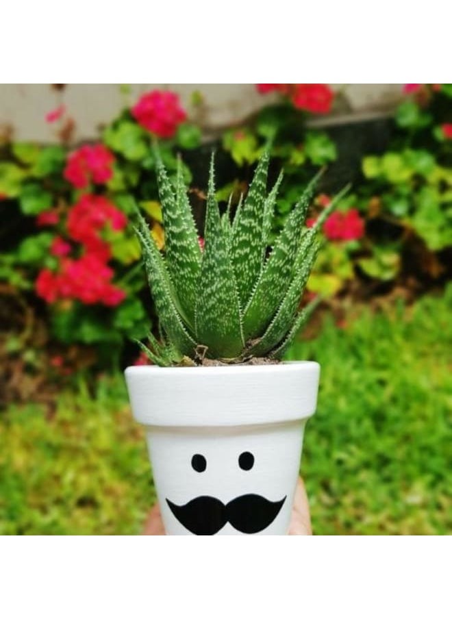 فاني بوت بوت صبار طبيعي 
