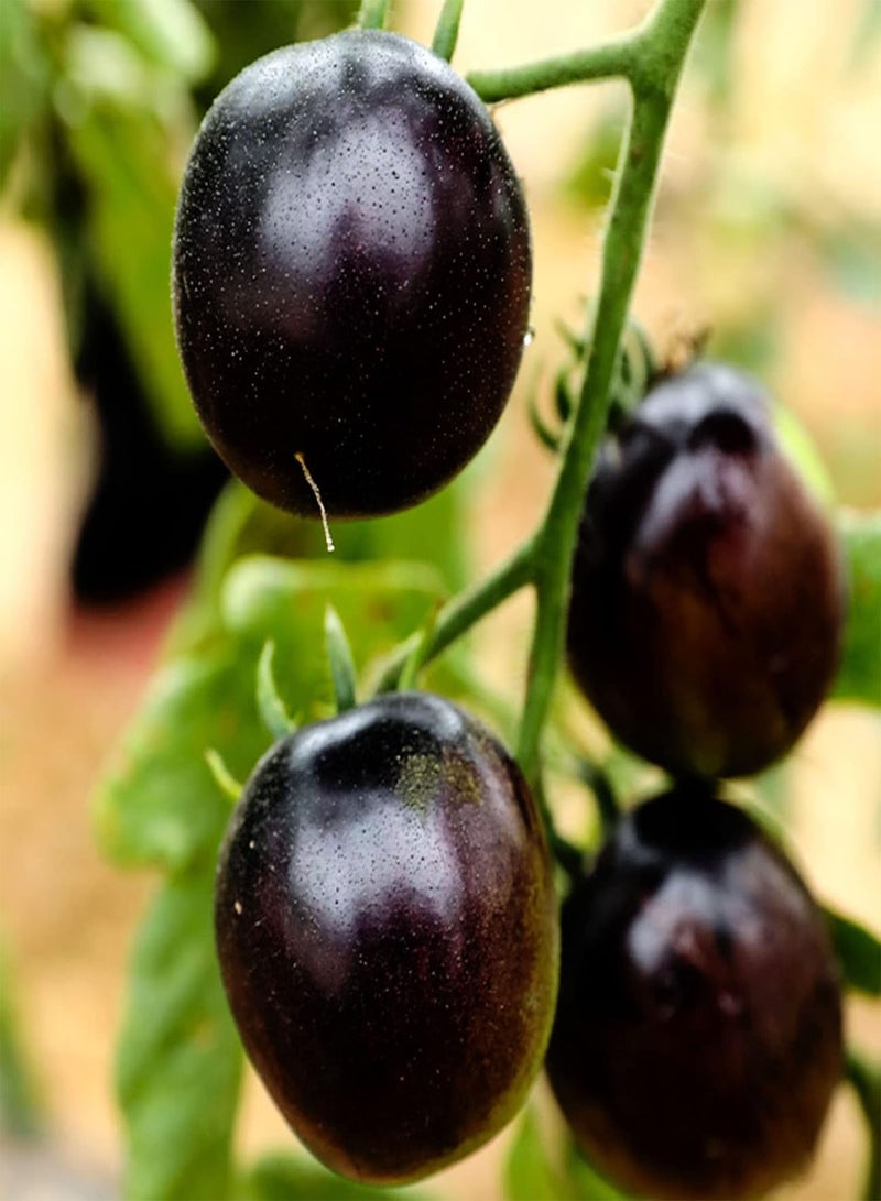 GGOOT Tomato Seeds 100Pcs Tomato Seeds Creative Novelty Black Sunshine Prefer Tasty Plant Seeds Garden Supplies Black - Image 3