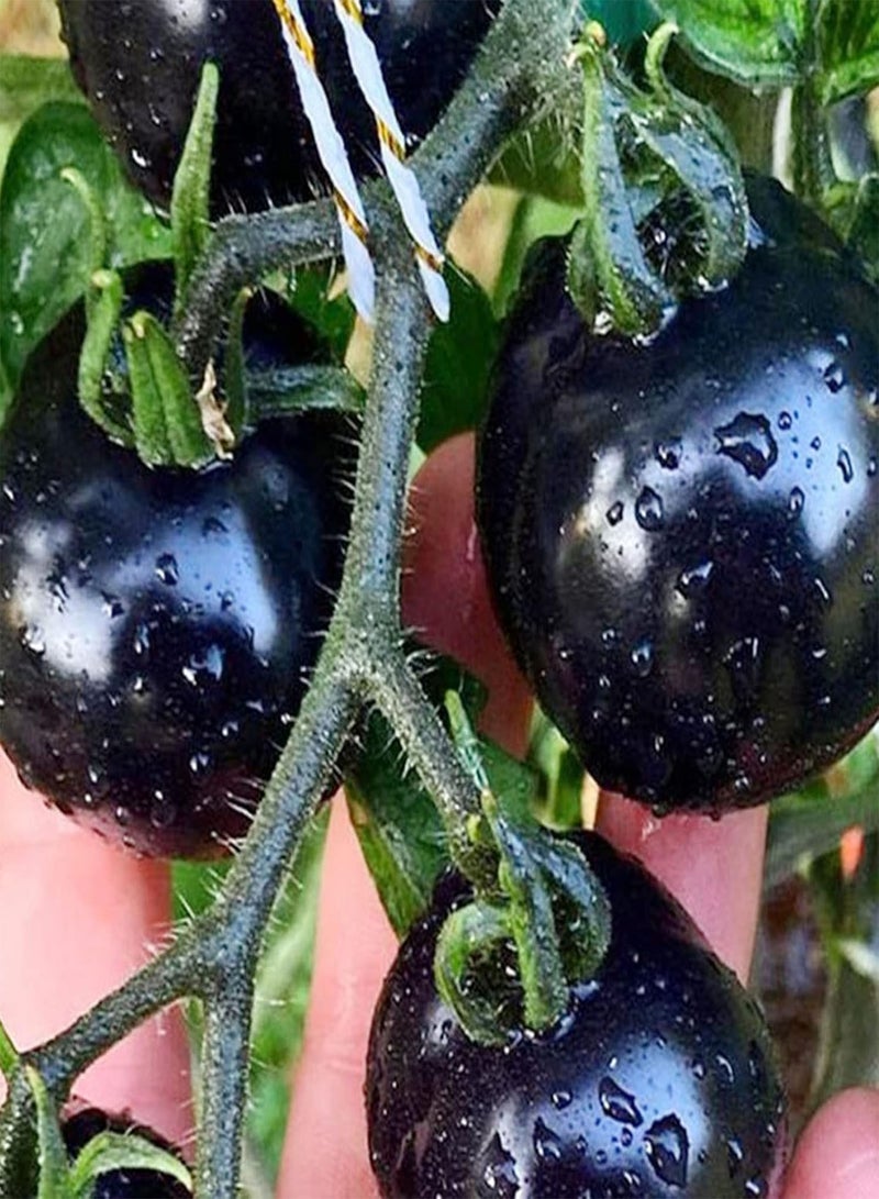 GGOOT Tomato Seeds 100Pcs Tomato Seeds Creative Novelty Black Sunshine Prefer Tasty Plant Seeds Garden Supplies Black - Image 5
