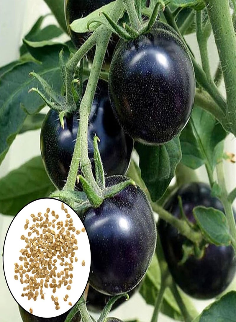 GGOOT Tomato Seeds 100Pcs Tomato Seeds Creative Novelty Black Sunshine Prefer Tasty Plant Seeds Garden Supplies Black - Image 1