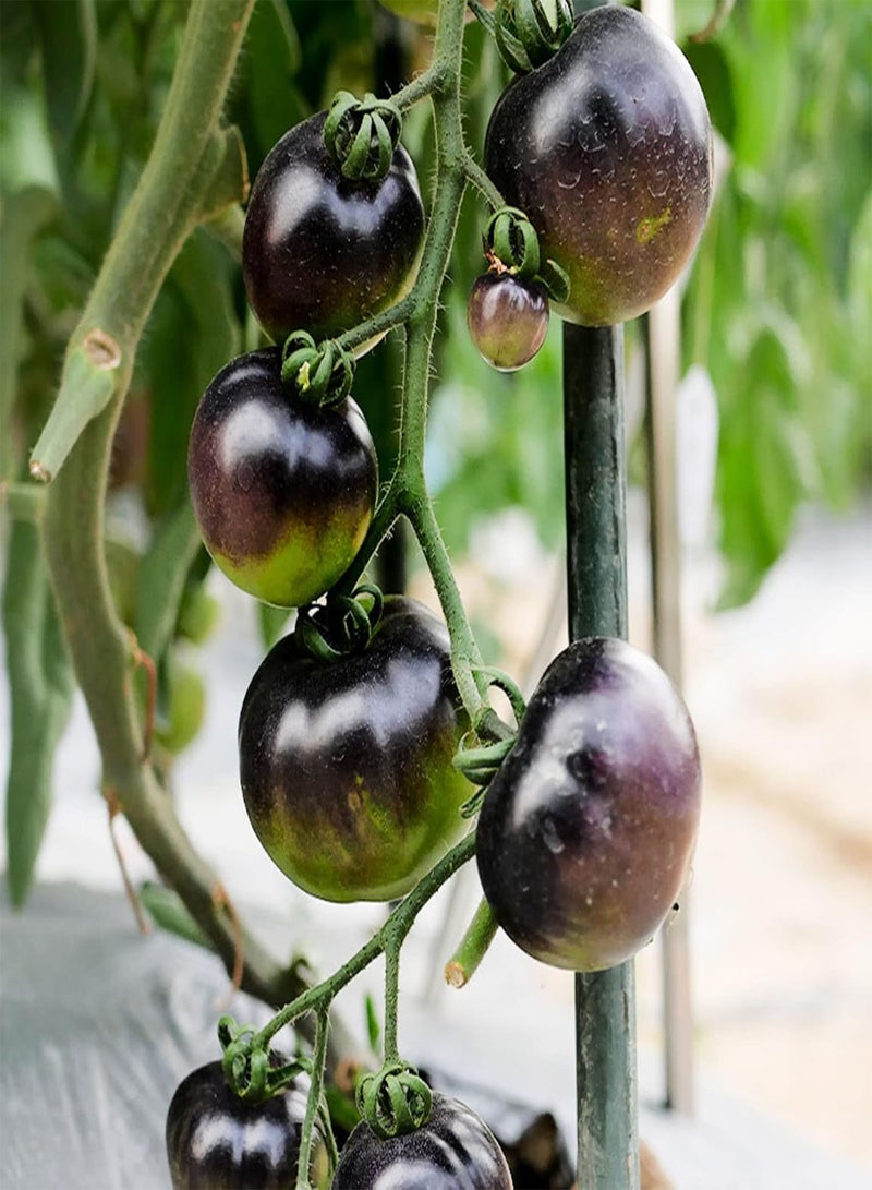 GGOOT Tomato Seeds 100Pcs Tomato Seeds Creative Novelty Black Sunshine Prefer Tasty Plant Seeds Garden Supplies Black - Image 4