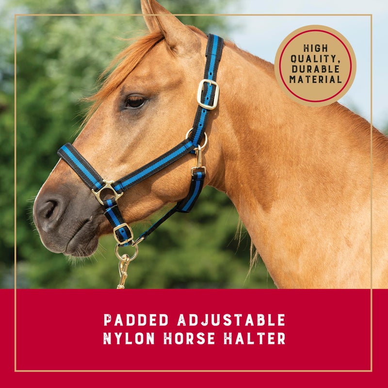 Weaver Leather Basic Adjustable Nylon Halter, Turquoise, 1" Average Horse - Image 2