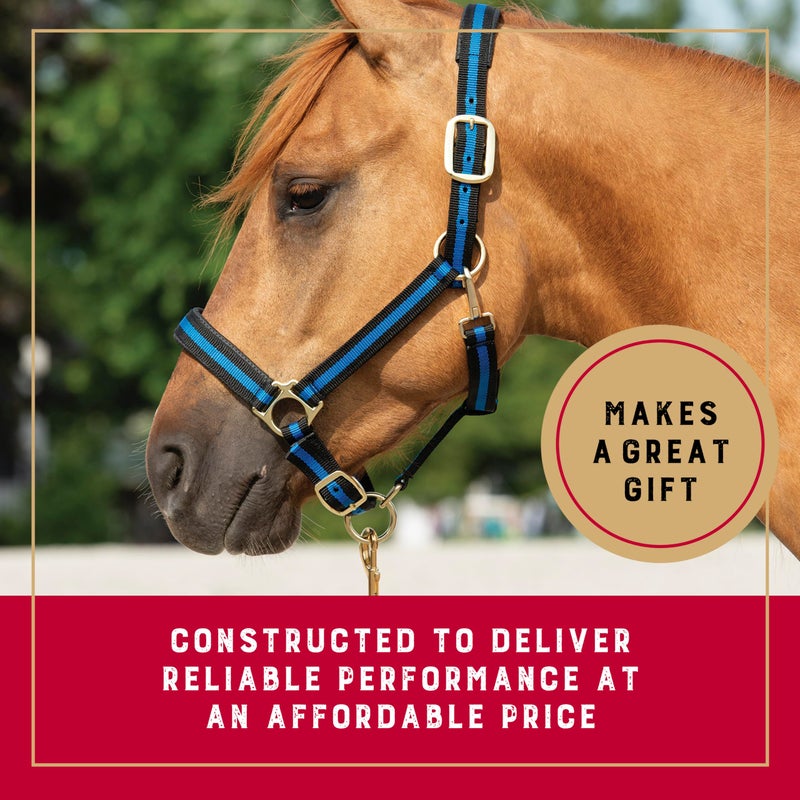 Weaver Leather Basic Adjustable Nylon Halter, Turquoise, 1" Average Horse - Image 4