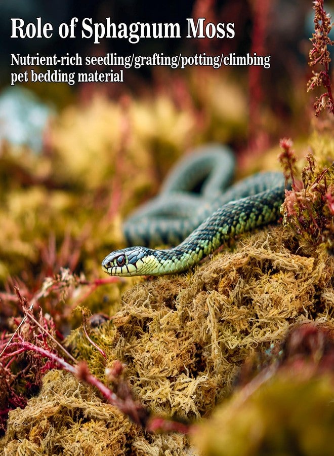 RAINFLOW Sphagnum Moss for Reptiles - 5.6 OZ Reptile Peat Moss for Terrarium Bedding Reptiles Snake Substrate for Reptile Tank, Snake, Leopard Gecko, Ball Python, Crested Gecko, Turtle, Frog, Hamster - Image 3
