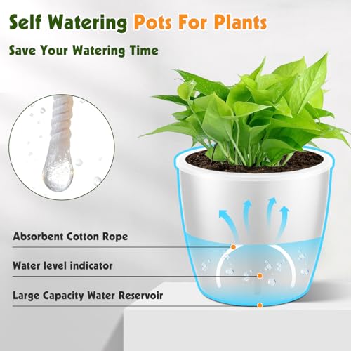 KvyusFlourish Self Watering Pots for Indoor Plants, 6-Pack 5'' Self Watering Planter with Drainage Holes, Small African Violet Pots with Water Indicator, Clear Wick Orchid Pot, White - Image 4