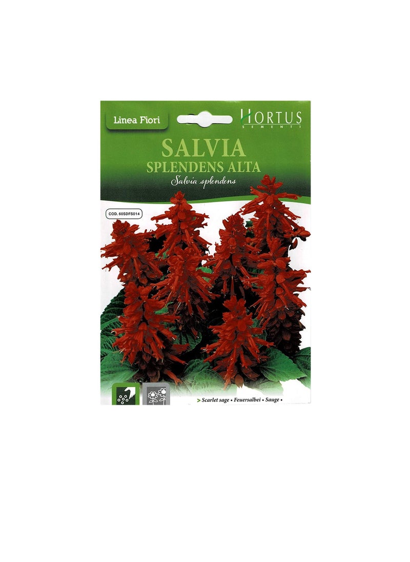Generic Scarlet Sage Seeds  - Image 3