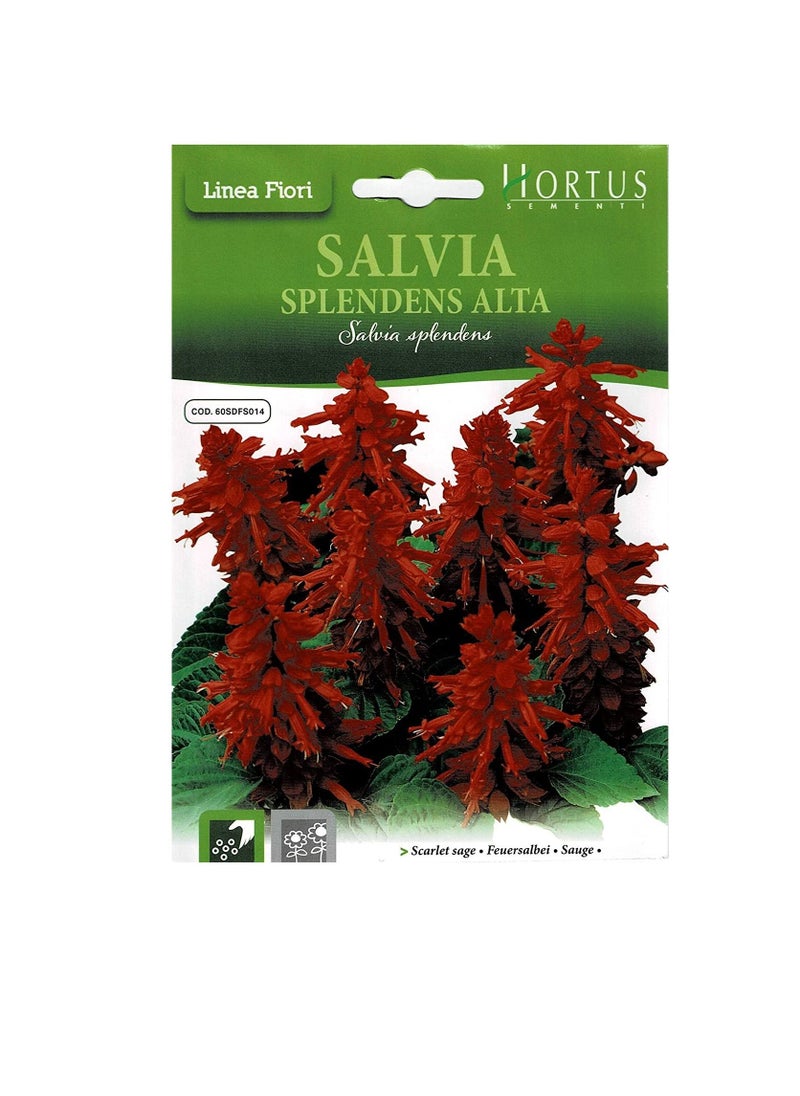 Generic Scarlet Sage Seeds  - Image 2
