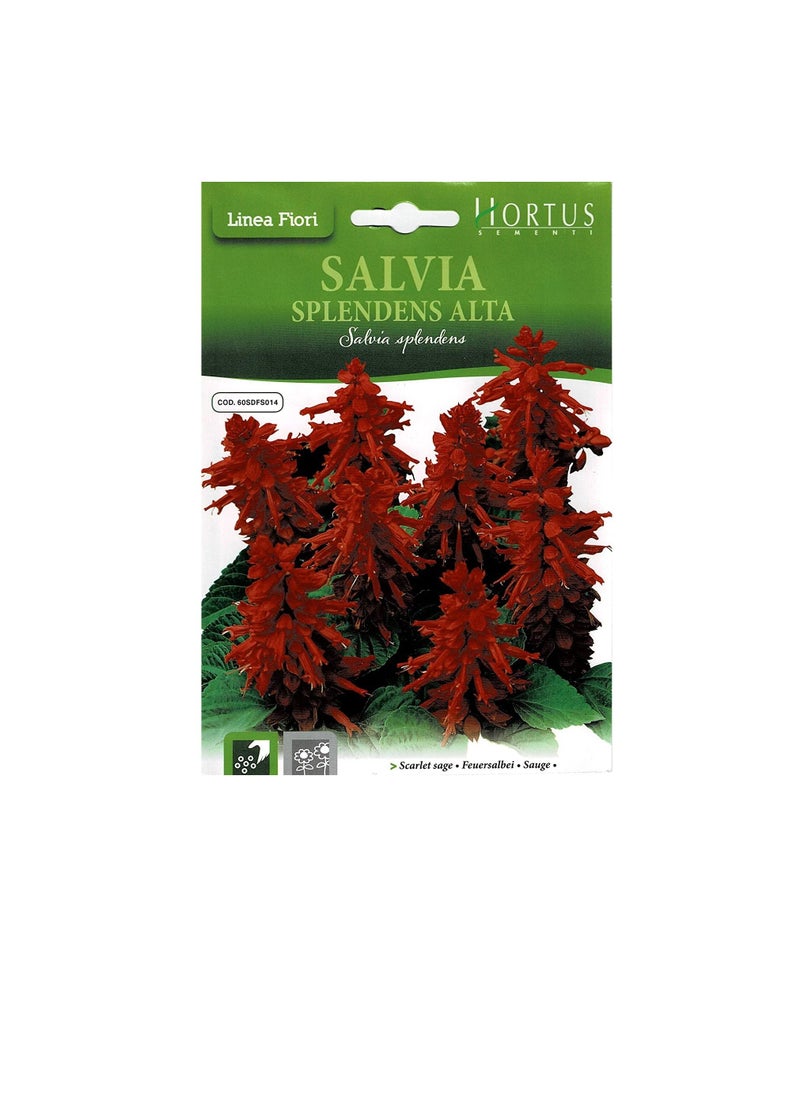 Generic Scarlet Sage Seeds  - Image 1