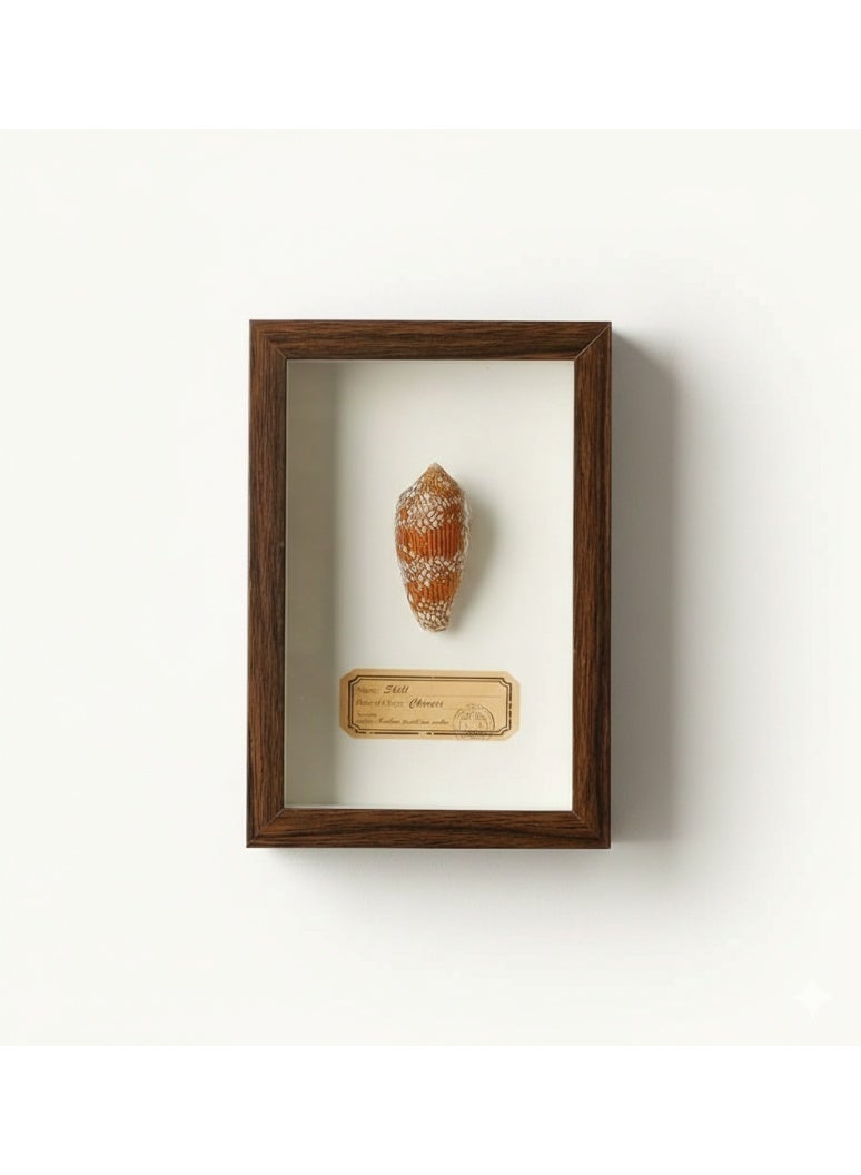 Natural Seashell Specimen Frame – Authentic Patterned Cone Shell with Certificate | Premium Wood Frame | 12.5 × 17.5 cm - Image 1