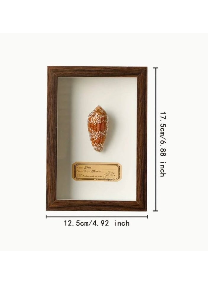 Natural Seashell Specimen Frame – Authentic Patterned Cone Shell with Certificate | Premium Wood Frame | 12.5 × 17.5 cm - Image 5