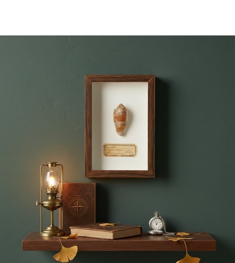 Natural Seashell Specimen Frame – Authentic Patterned Cone Shell with Certificate | Premium Wood Frame | 12.5 × 17.5 cm - Image 2