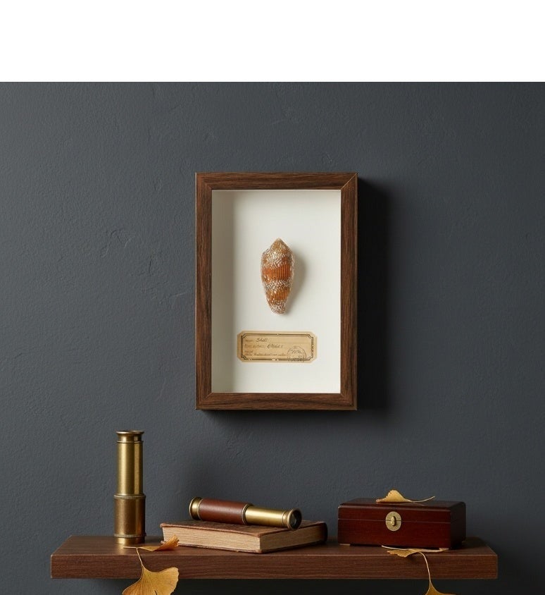 Natural Seashell Specimen Frame – Authentic Patterned Cone Shell with Certificate | Premium Wood Frame | 12.5 × 17.5 cm - Image 3
