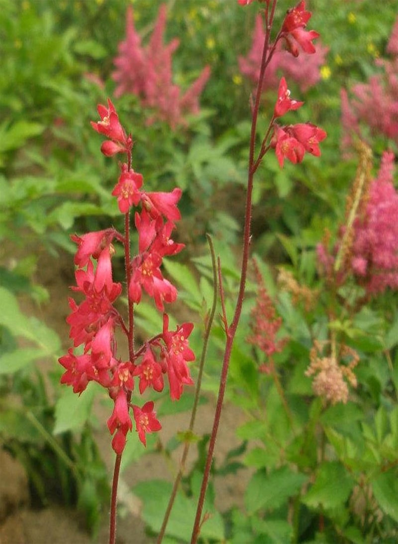 GGOOT 50Pcs Seeds Eco-Friendly Non GMO Beautiful Bonsai Potted Heuchera Sanguinea Engelm Seeds Easy Gardening \u2013 for Your Beautiful Summer Garden - Seed - Image 5