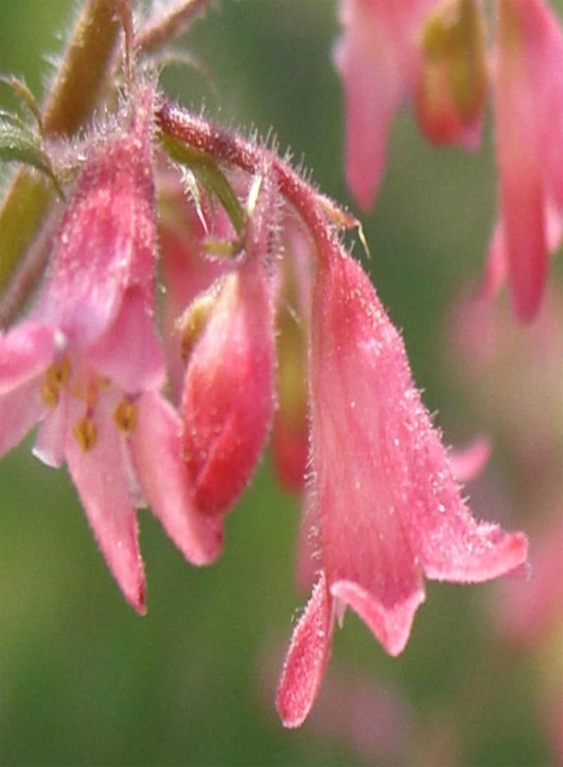 GGOOT 50Pcs Seeds Eco-Friendly Non GMO Beautiful Bonsai Potted Heuchera Sanguinea Engelm Seeds Easy Gardening \u2013 for Your Beautiful Summer Garden - Seed - Image 4