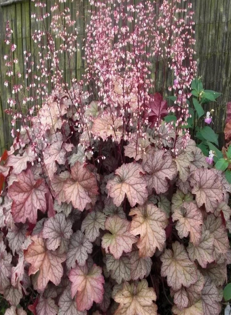 GGOOT 50Pcs Seeds Eco-Friendly Non GMO Beautiful Bonsai Potted Heuchera Sanguinea Engelm Seeds Easy Gardening \u2013 for Your Beautiful Summer Garden - Seed - Image 2