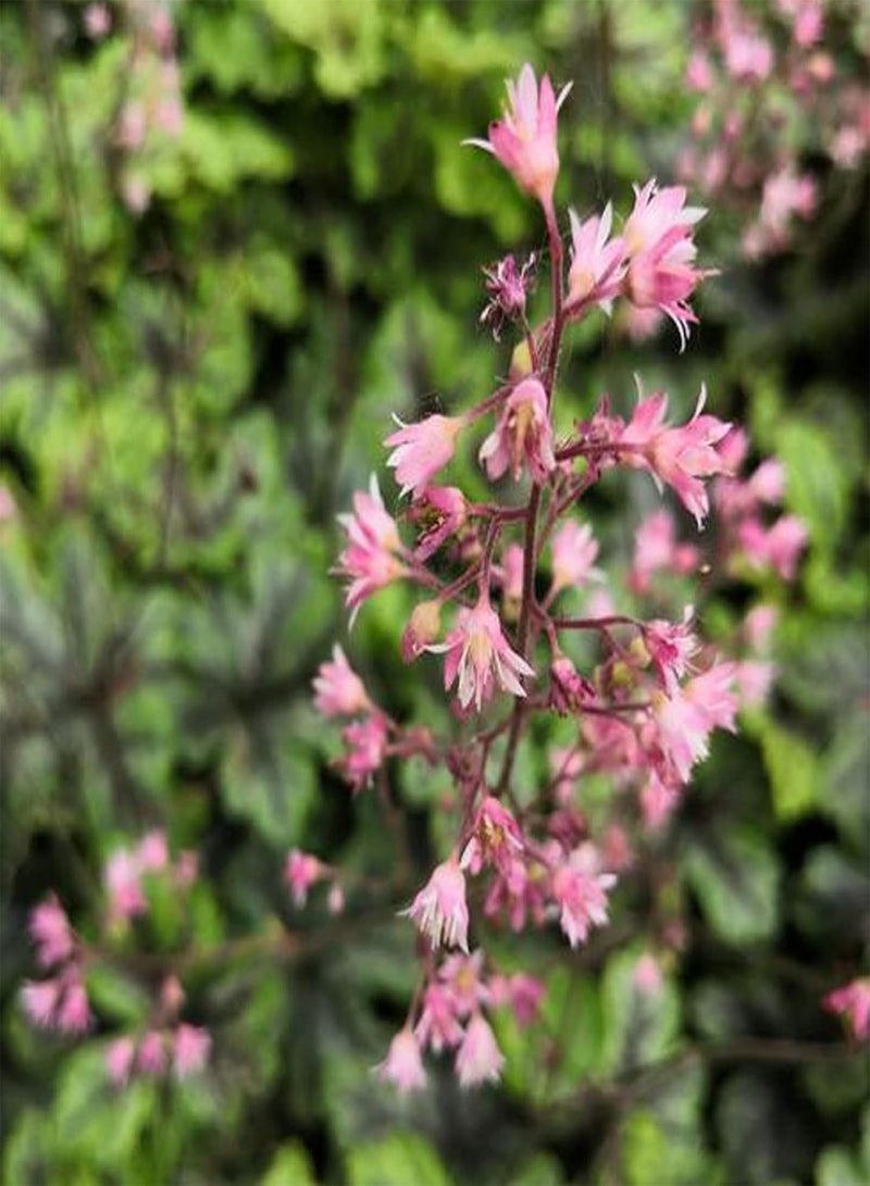 GGOOT 50Pcs Seeds Eco-Friendly Non GMO Beautiful Bonsai Potted Heuchera Sanguinea Engelm Seeds Easy Gardening \u2013 for Your Beautiful Summer Garden - Seed - Image 3