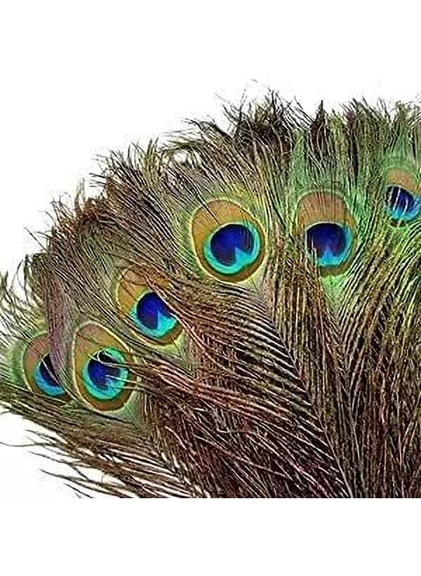 ASTRELLA ASTRELLA Pack of 12 Decorative Feathers 2 feet Peacock Feather  - Image 1