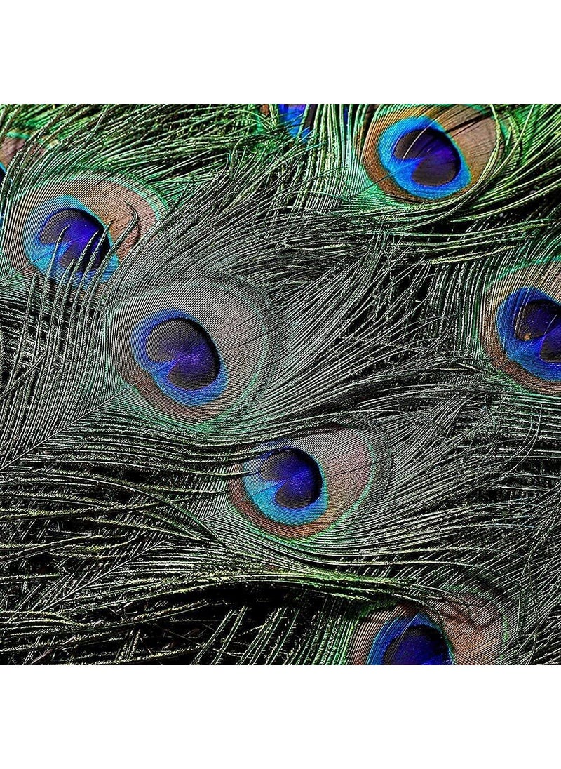 ASTRELLA ASTRELLA Pack of 12 Decorative Feathers 2 feet Peacock Feather  - Image 5