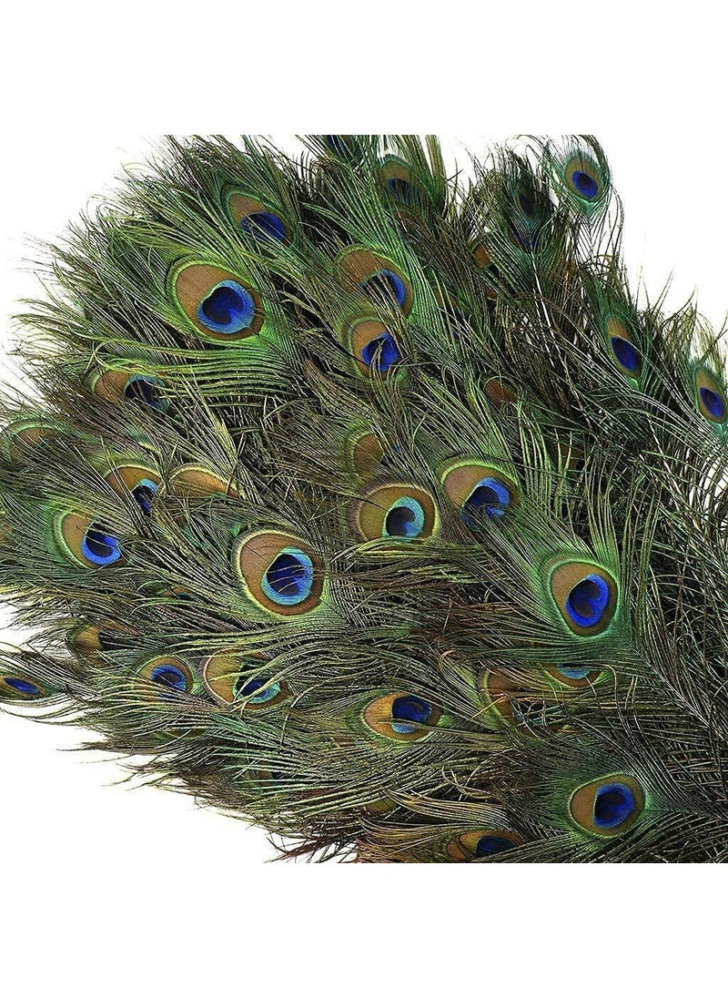 ASTRELLA ASTRELLA Pack of 12 Decorative Feathers 2 feet Peacock Feather  - Image 4