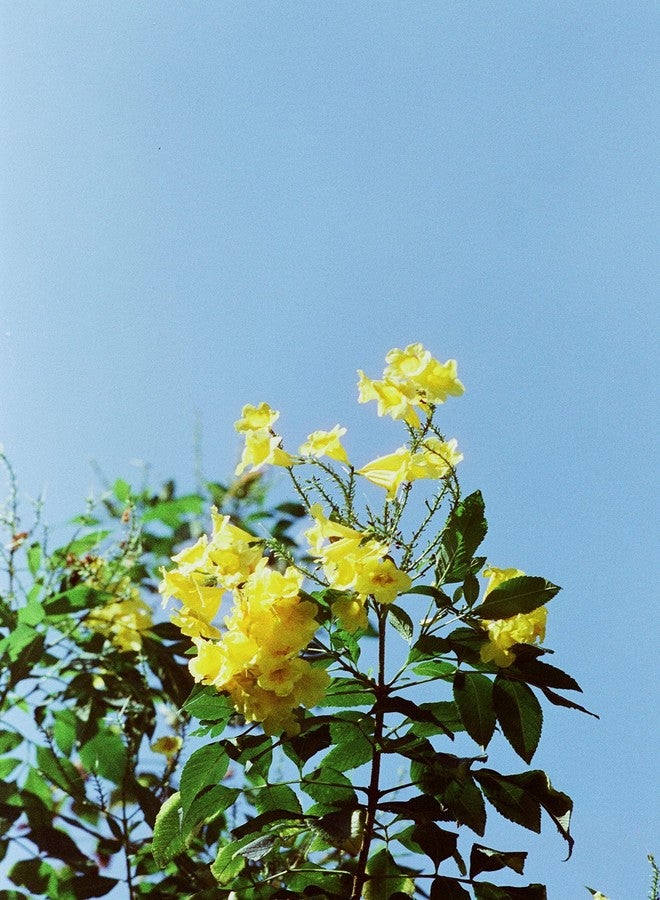 RETO Amber D400 Color Negative, 27EXP, ISO400, 35MM Cine Film - Image 4