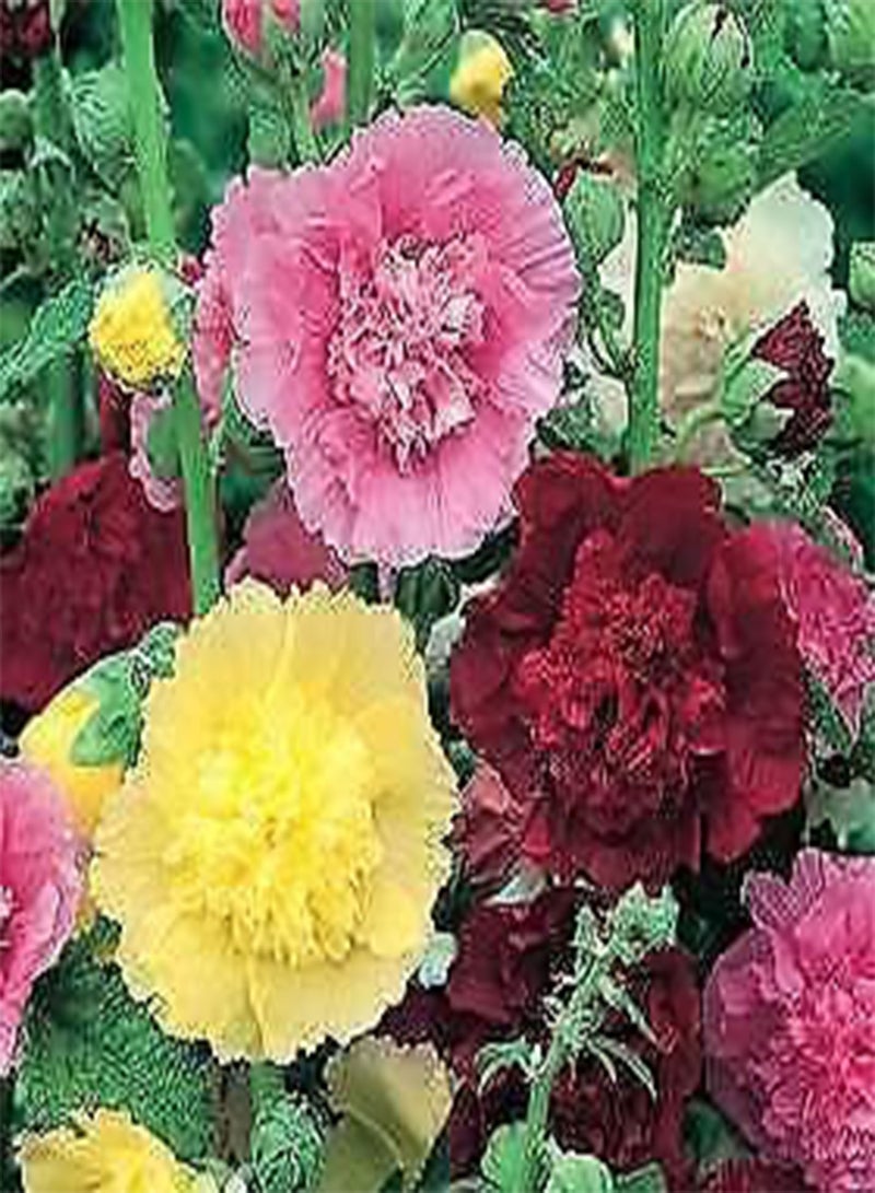 GGOOT 30 Seeds Alcea (Hollyhock) Rosea Powderpuffs Mix edlcy (Seeds)