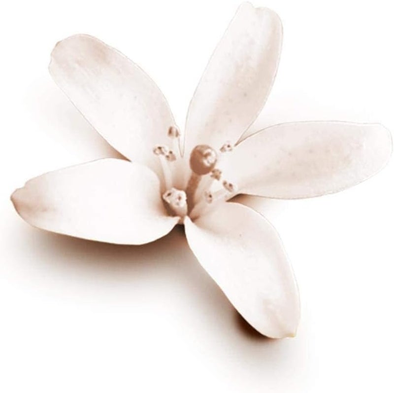 Dove Nourishing Secrets Coconut & Jasmine Flower Antiperspirant Deodorant Spray 250ml Pack of 6 Pieces | Long Lasting Sweat & Odor Protection | Soft & Smooth Underarms - Image 3