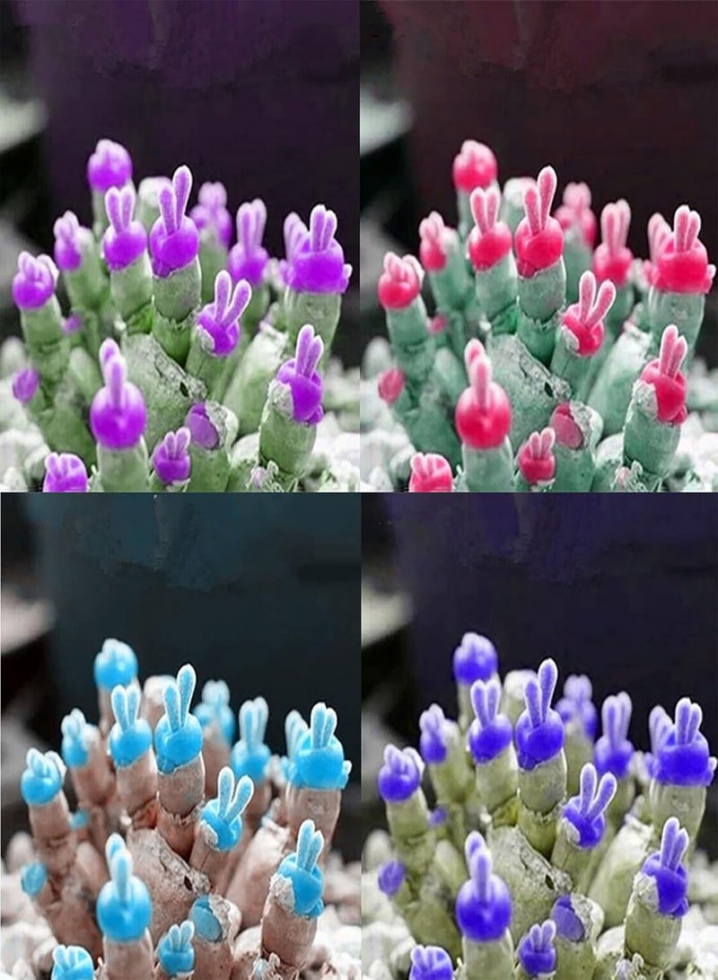 جي جوت بذور نباتات العصاريات المنزلية | شتلات مونيلاريا أوبكونيكا العصاريات سهلة النمو، خالية من الكائنات المعدلة وراثيًا، لونها أزرق، مقاس واحد - Image 2