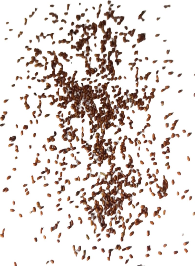 جي جوت بذور نباتات العصاريات المنزلية | شتلات مونيلاريا أوبكونيكا العصاريات سهلة النمو، خالية من الكائنات المعدلة وراثيًا، لونها أزرق، مقاس واحد - Image 5