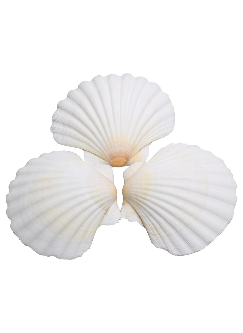 Oasisgalore 15 pcs Natural Scallop Shells 2-3 inch White Sea Shells from Sea Beach for DIY Craft Home  - Image 1