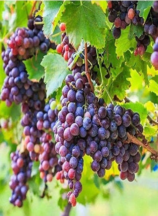 50Pcs Mix Seeds - pzsku/ZE0892B104F4D1D417F43Z/45/_/1726893099/2f21f4eb-c02d-4dd9-90ab-457588e9065b