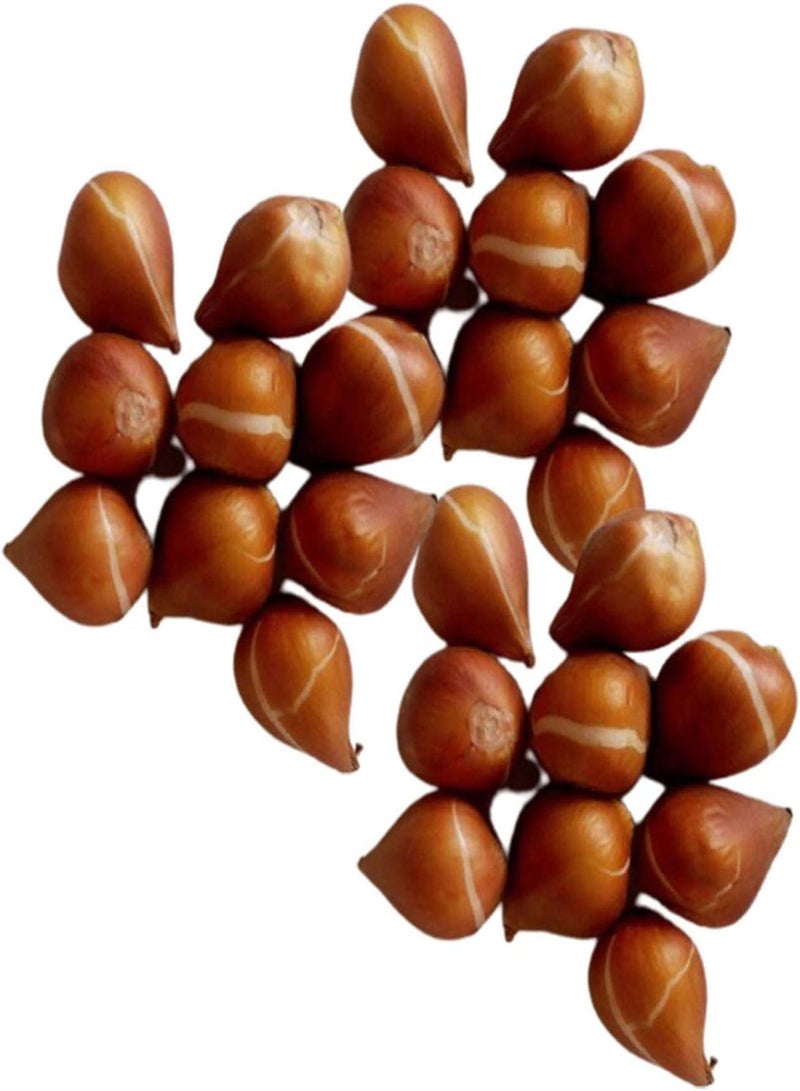 GGOOT Vegetable Plant Seeds Tulip Seeds 30Pcs/Bag Tulip Seed Natural Flourishing Multi-Colors Showy Bonsai Seed for Garden - 1 Tulip Seed - Image 5