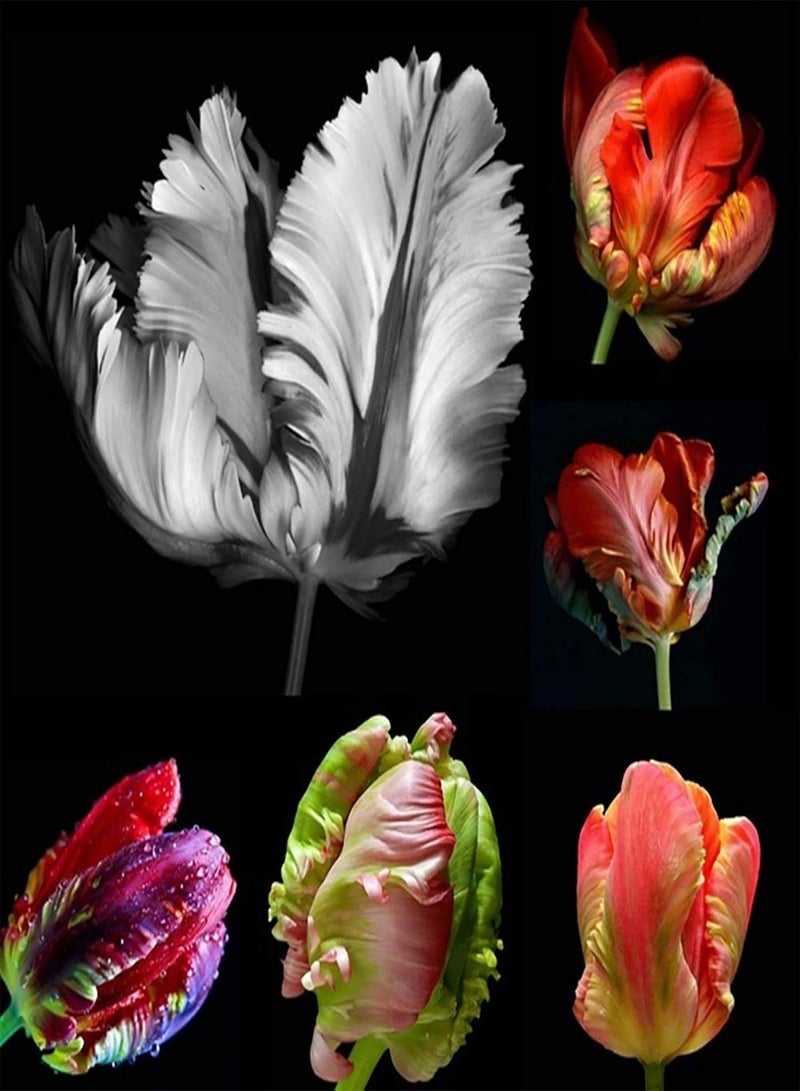 GGOOT Vegetable Plant Seeds Tulip Seeds 30Pcs/Bag Tulip Seed Natural Flourishing Multi-Colors Showy Bonsai Seed for Garden - 1 Tulip Seed - Image 2