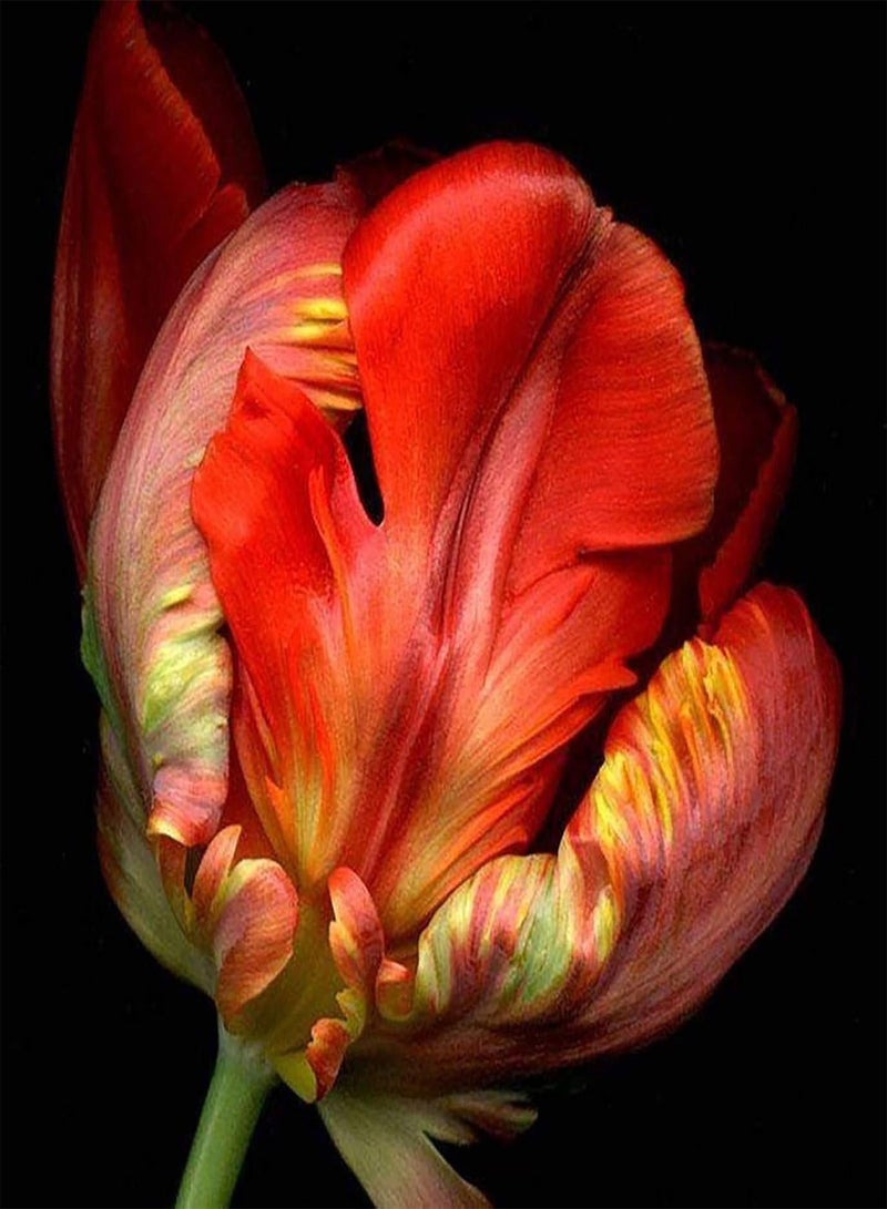 GGOOT Vegetable Plant Seeds Tulip Seeds 30Pcs/Bag Tulip Seed Natural Flourishing Multi-Colors Showy Bonsai Seed for Garden - 1 Tulip Seed - Image 1