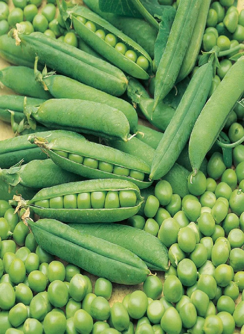 Pea Style Second Early 100 (186.6g's Approx.) Pisum sativum Vegetable Seeds - Heavy Cropping