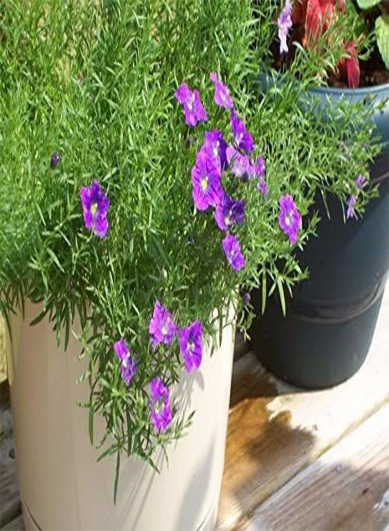 GGOOT 250 PURPLE ROBE CUP FLOWER Nierembergia Hippomanica Caerulea Seeds - Image 2