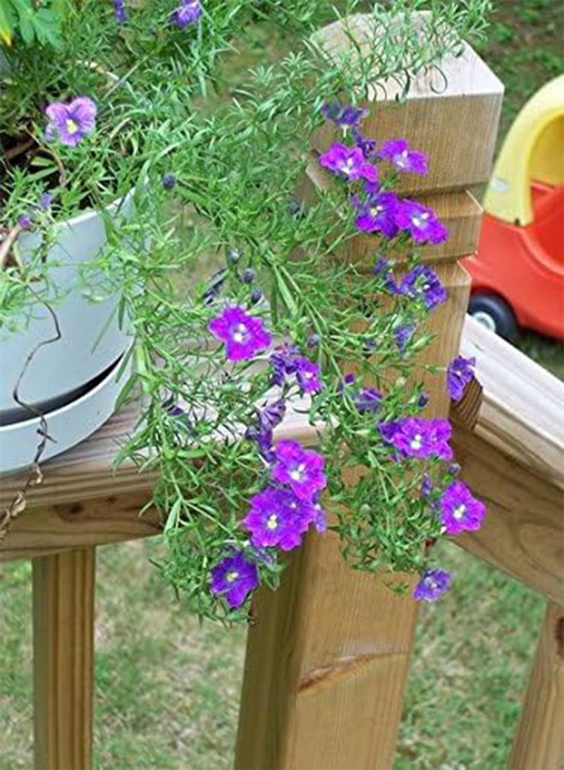 GGOOT 250 PURPLE ROBE CUP FLOWER Nierembergia Hippomanica Caerulea Seeds - Image 3