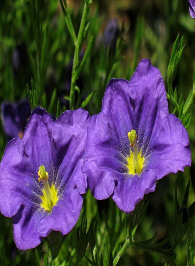 GGOOT 250 PURPLE ROBE CUP FLOWER Nierembergia Hippomanica Caerulea Seeds - Image 1