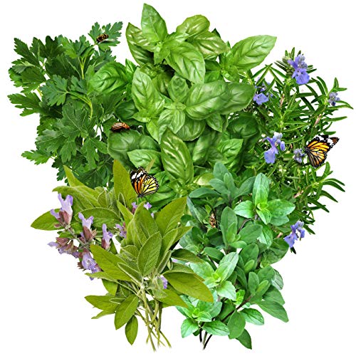 Seed Needs, Italian Herb Seed Packet Collection (5 Individual Seed Varieties for Planting) Non-GMO & Untreated - Oregano, Basil, Rosemary, Sage and Parsley - Image 2