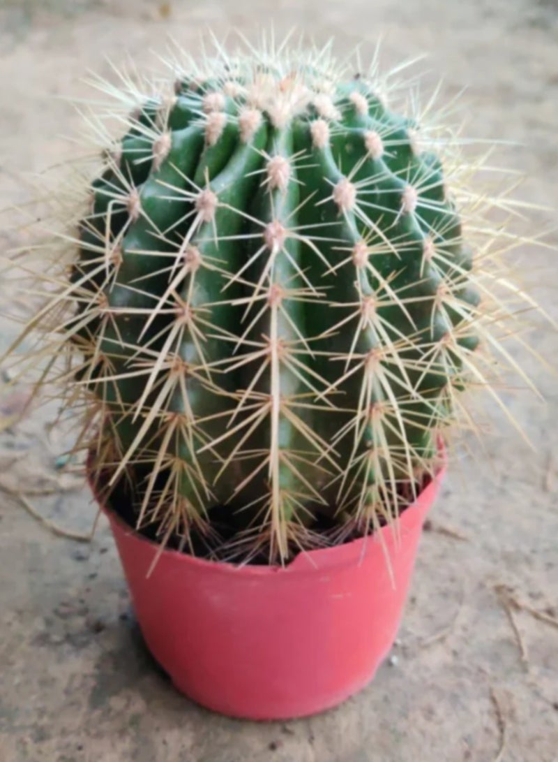 PLANT Golden Barrel Cactus (Echinocactus grusonii) 20–25 cm Live Cactus Plant | Decorative Desert Succulent | Easy Care Indoor & Outdoor Ornamental Plant for Home & Office Decor - Image 5