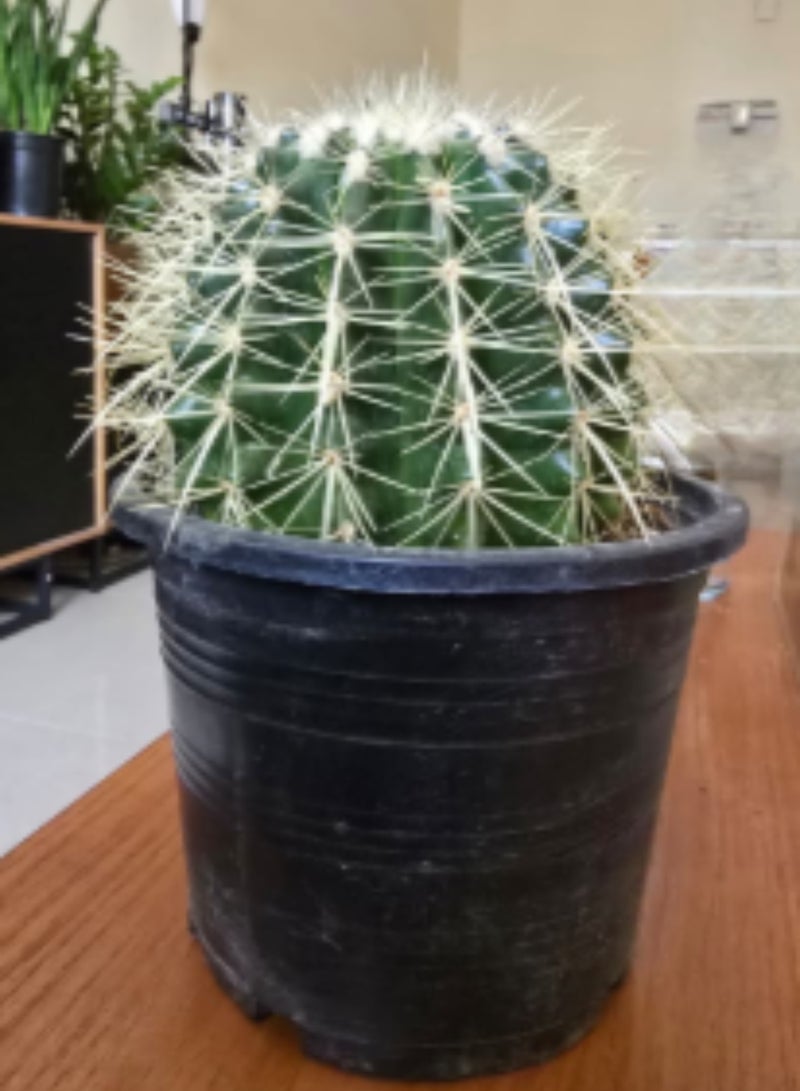 PLANT Golden Barrel Cactus (Echinocactus grusonii) 20–25 cm Live Cactus Plant | Decorative Desert Succulent | Easy Care Indoor & Outdoor Ornamental Plant for Home & Office Decor - Image 3