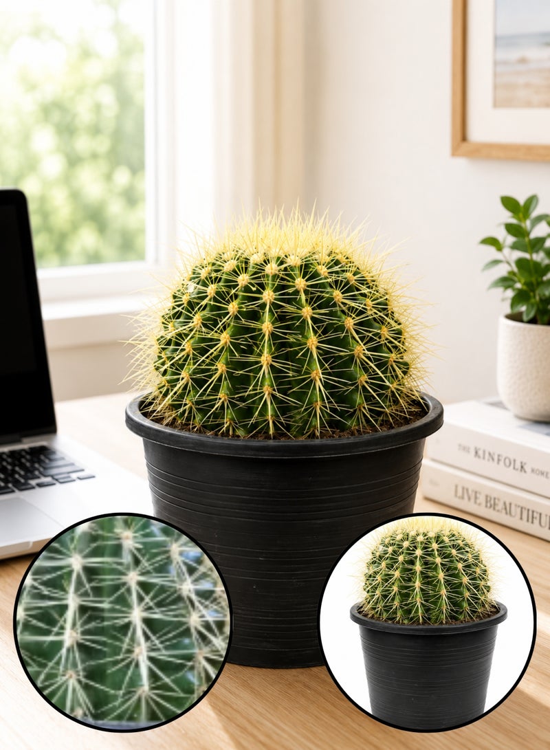 PLANT Golden Barrel Cactus (Echinocactus grusonii) 20–25 cm Live Cactus Plant | Decorative Desert Succulent | Easy Care Indoor & Outdoor Ornamental Plant for Home & Office Decor - Image 1